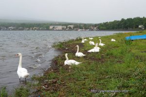 湖畔で休む白鳥