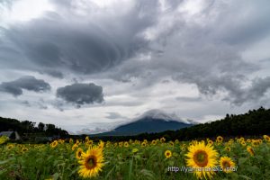ひまわり畑から吊るし雲と笠雲富士山