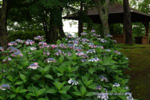 旭日丘湖畔緑地公園のガクアジサイ