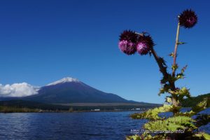 湖畔のフジアザミと初冠雪の富士山