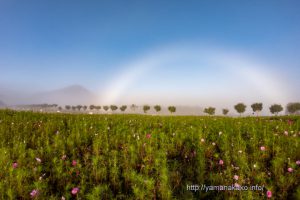 コスモス畑から見る白虹（白い虹）