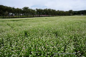 花の都公園のそばの花