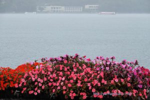 湖に浮かぶサンパチェンス