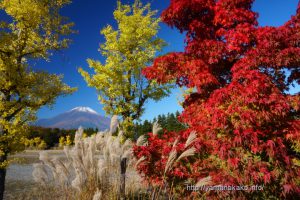 黄葉と紅葉と富士山、そしてススキ