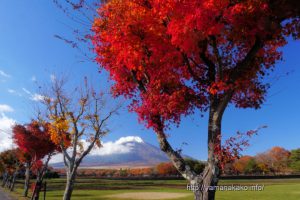 花の都公園の紅葉