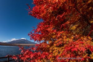 ままの森の下の紅葉と富士山