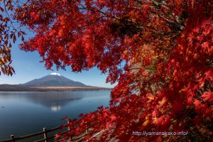 湖畔の紅葉と富士山