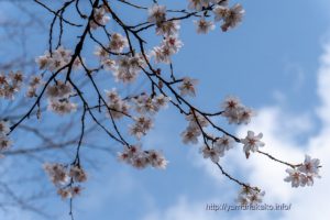 早咲きの富士桜