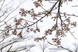 2021 桜の開花定点観測 Vol.04