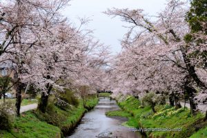 忍野村お宮橋付近の桜