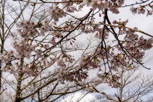 2021 桜の開花定点観測 VOL.06