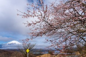 咲き始めた富士桜と富士山