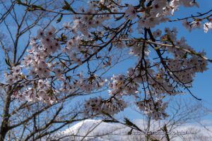 2021 桜の開花定点観測 Vol.10