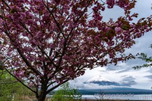 きらら湖畔の八重桜