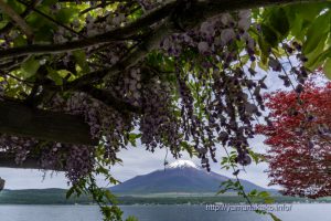 長池湖畔の藤と富士