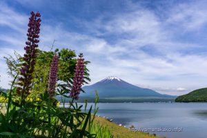 ルピナスと富士山