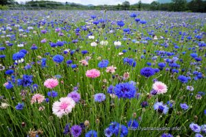 花菜の都公園のヤグルマギク