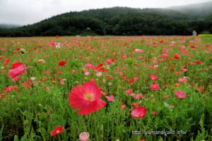 花の都公園のポピー