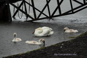 湖畔でくつろぐ白鳥親子