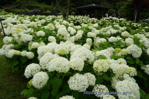 花の都公園のアナベル