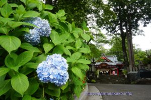 諏訪神社の紫陽花