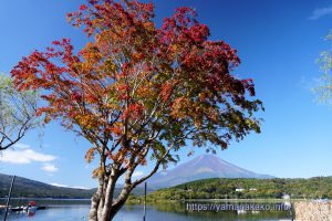 紅葉と富士山