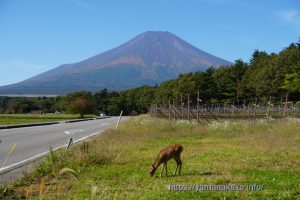 道端で草を食す子鹿