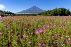 花の都公園のコスモス