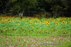 花の都公園のひまわり