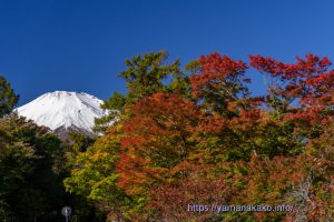 旭日丘湖畔緑地公園から見た紅葉と富士山