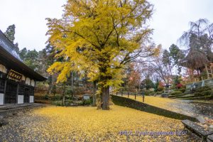 寿徳寺の大イチョウの黄葉