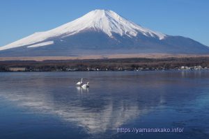 氷に映る逆さ富士と白鳥