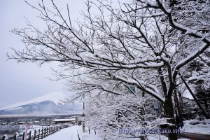 着雪した木の向こうに富士山