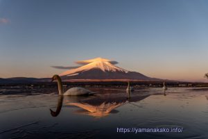 笠雲富士山と白鳥