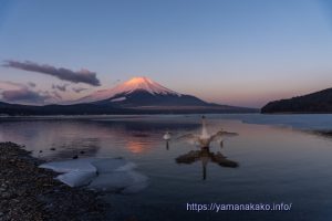 氷のないところで白鳥羽ばたく