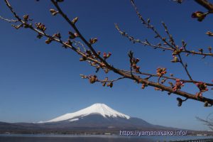 2022 桜の開花定点観測 Vol.02