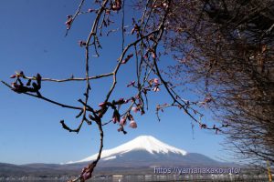 道端の富士桜が咲き始め