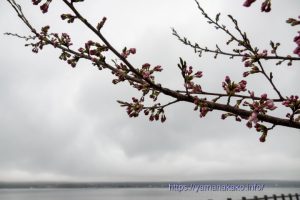 2022 桜の開花定点観測 Vol.04