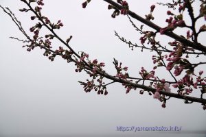 2022 桜の開花定点観測 Vol.05