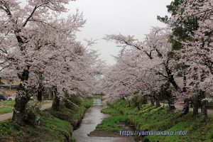お宮橋付近の桜