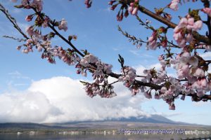 2022 桜の開花定点観測 Vol.07
