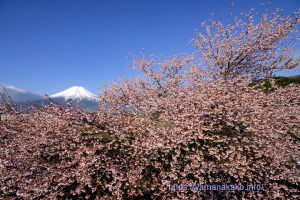 道路沿いの富士桜は満開