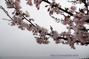 2022 桜の開花定点観測 Vol.08