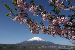 2022 桜の開花定点観測 Vol.11