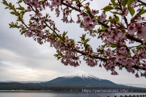 2022 桜の開花定点観測 Vol.12