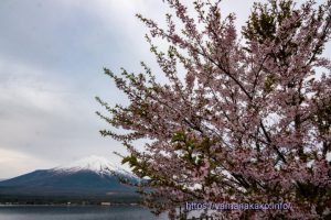 長池親水公園の桜
