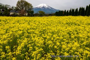菜の花畑から望む富士山