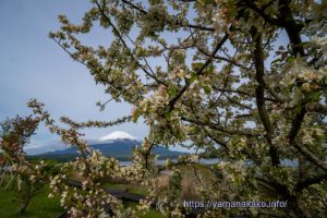 エゾノコリンゴの花と富士山