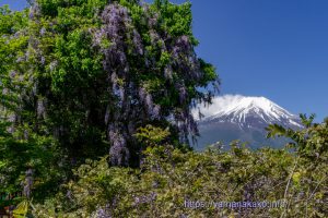 藤の花と富士山