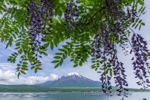 湖畔に咲く藤と富士